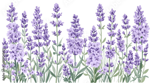 lavender flowers on white background
