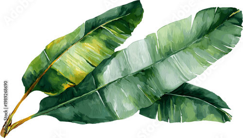 green banana leaf decoration with clipping path