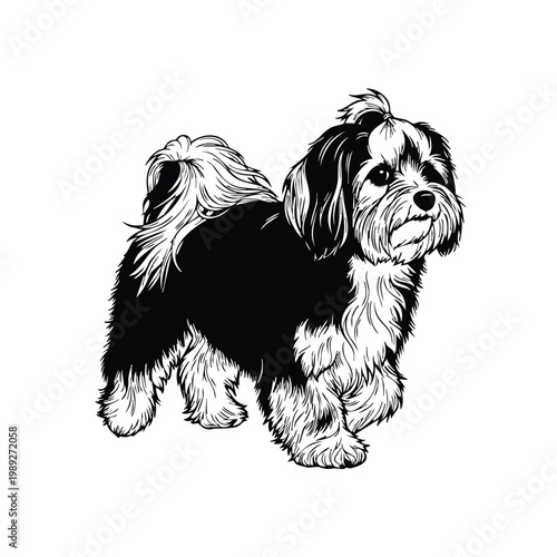 Canvastavla Havanese standing silhouette set bundle, dog vector illustration.