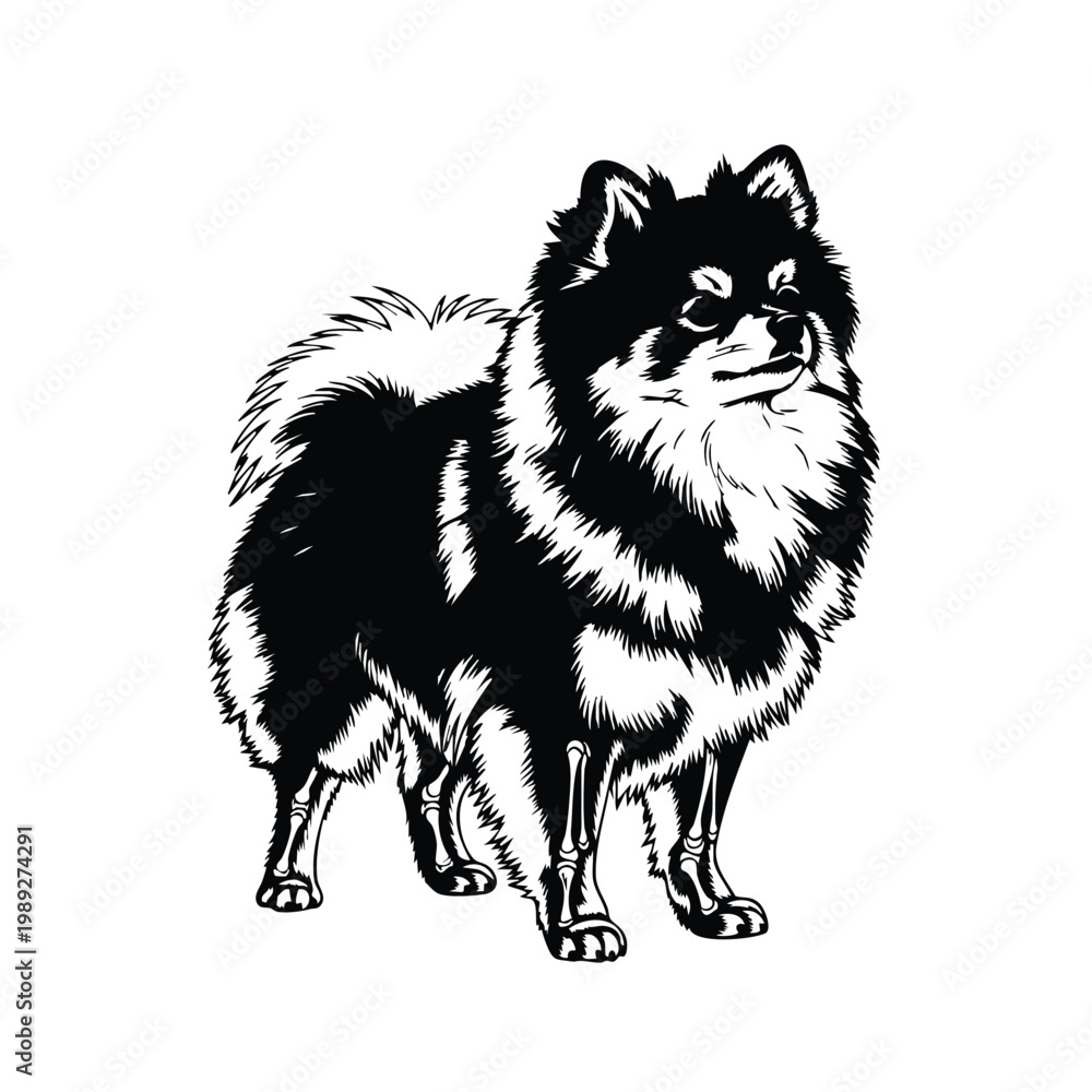 Obraz premium Pomeranian spitz dog silhouette set bundle fluffy pet standing black.