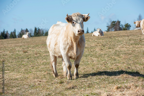 cows in the field