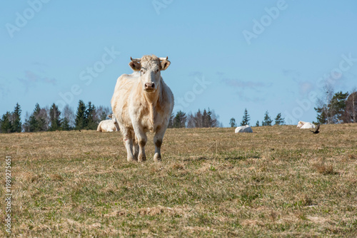 cows in the field