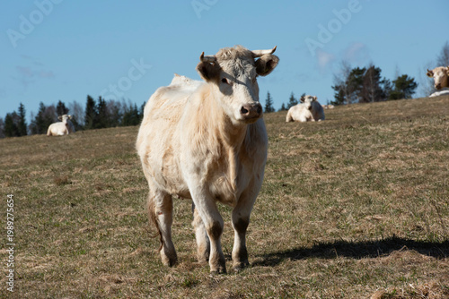 cows in the meadow