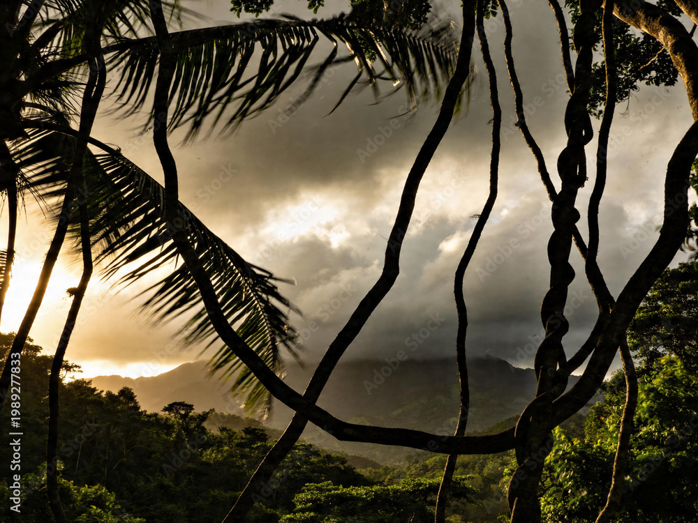 Fototapeta premium Mystical Cloud Forest Canopy with Epiphytes and Mist