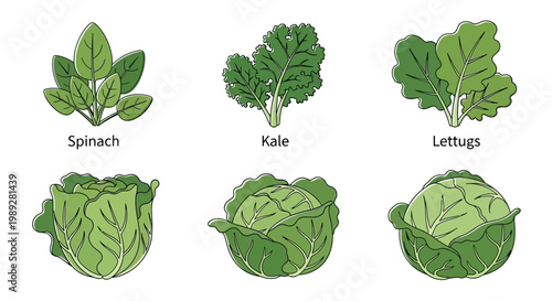 Leafy Green Vegetables Collection: Spinach, Kale, Lettuce, and Cabbage