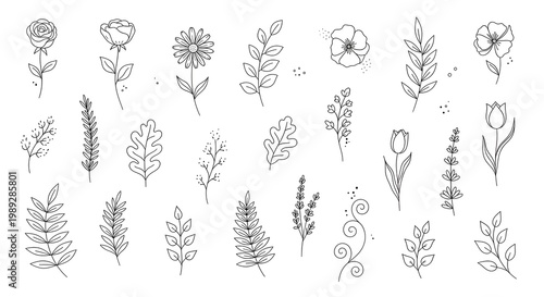 Variety of flowers and foliage illustrations.
