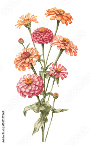 Soft pink and orange zinnia flowers with layered petals in gentle watercolor.