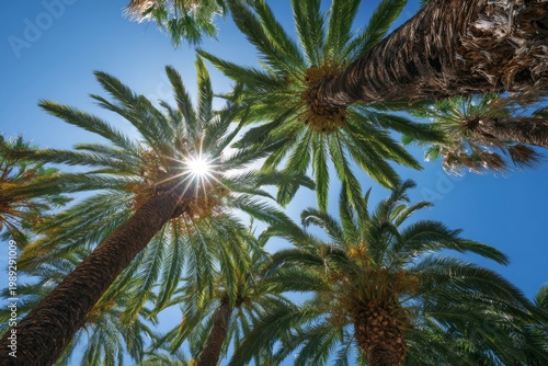 Looking Up Through Palm Trees Towards the Sun.