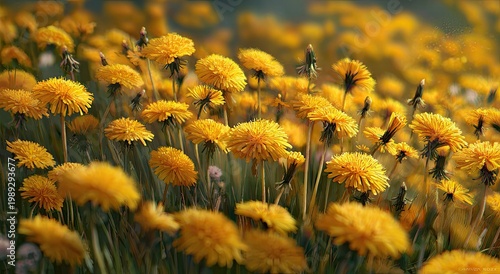 Vibrant yellow dandelion flowers in a lush green field