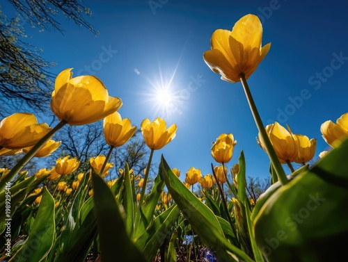 A vibrant field of yellow tulips reaches towards a bright sun against a clear blue sky, creating a stunning display of springtime beauty.