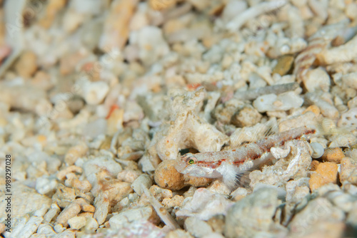 Foto Goby (Phoxacromion kaneharai) on sand with copy space, Amami Oshima Japan