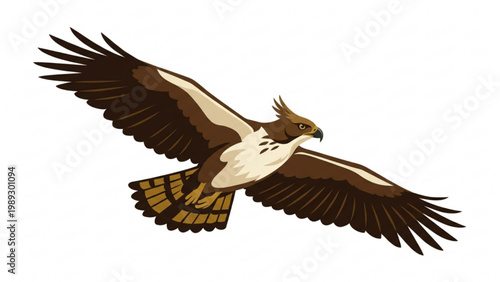 Majestic hawk or eagle flying with wings spread wide
