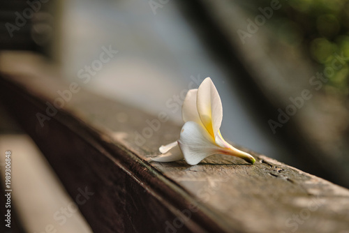 A single white frangipani flower resting on a weathered wooden railing, serene spa atmosphere, botanical detail, tropical nature, mindfulness, zen