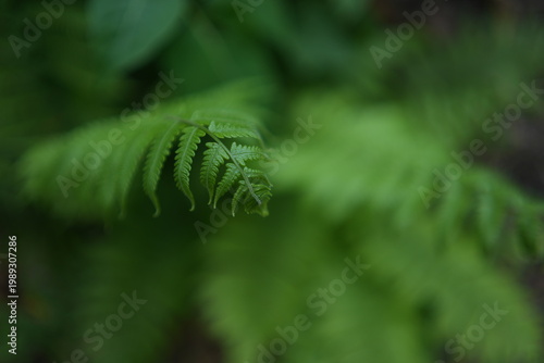 Φωτογραφία close up of fern leaf