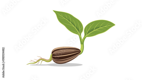 Illustration of a large striped seed with a green shoot and leaves growing upwards and small roots extending into the ground.