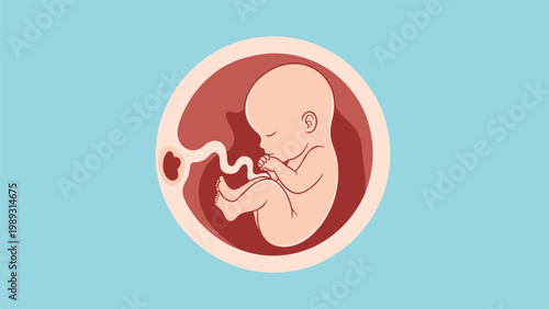 Medical illustration of a human fetus developing inside the womb with the umbilical cord attached, showing prenatal growth.