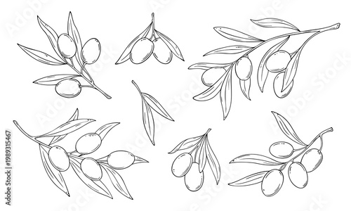 Olive branch set in hand drawn line art style. Botanical illustration with leaves and fruit, isolated on white background, minimal outline collection for food, packaging and natural design.