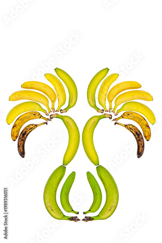 Fotografija a series of bananas arranged in a circle to show the different stages of the rip