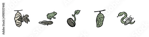 Life cycle icons: metamorphosis, frog, seed, chrysalis, snake