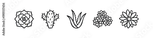 Outline icons of succulents and cactus