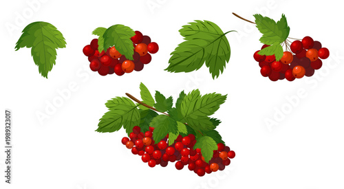Vector illustration of viburnum branch with red berries and green leaves, isolated on white background. Botanical, natural, folk plant symbol