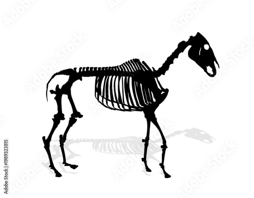The silhouette of a horse skeleton.
