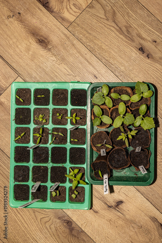 Anzucht von Tomaten, Paprika und Gurken