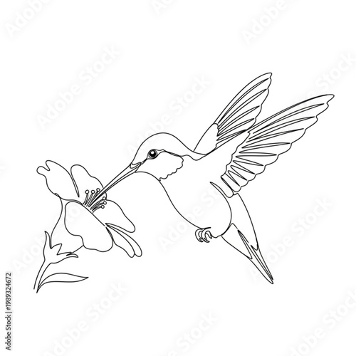 Hummingbird Illustration with Flower and Wings.