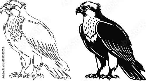 Osprey eagle bird prey hawk silhouette outline graphic