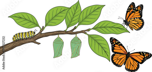Colorful illustration of the monarch butterfly lifecycle featuring caterpillar chrysalis and adult butterfly on a branch vector.