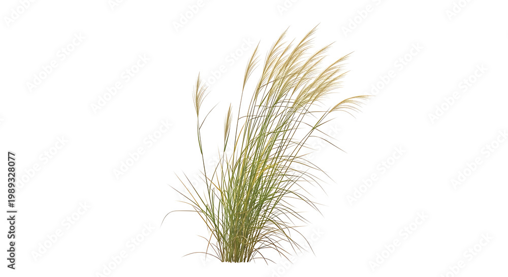 Fototapeta premium Elegant Tall Green Grass Bush with Golden Plumes Isolated on White Background