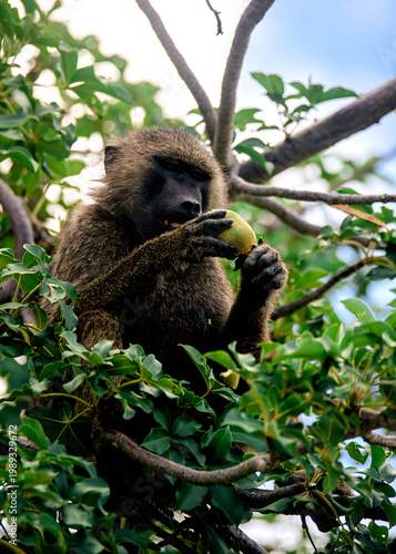 Photos baboon sitting on a tree found in TARANGIRE NATIONAL PARK in TANZANIA