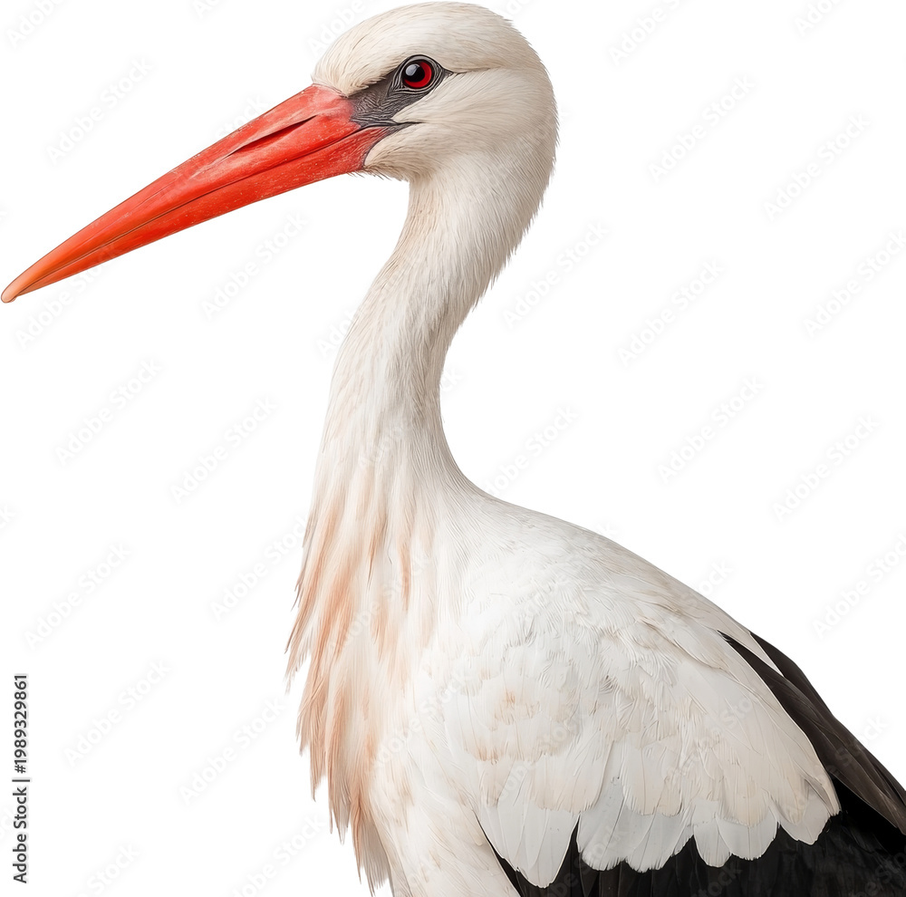 Obraz premium Stork bird white beak stork bird white beak portrait isolated cutout
