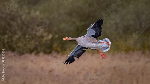 фотографія greylag goose inflight over marshes