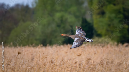 Принти на полотні greylag goose inflight over marshes