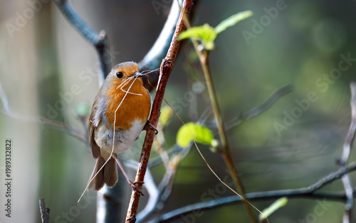 Robin bird in woodland nest building