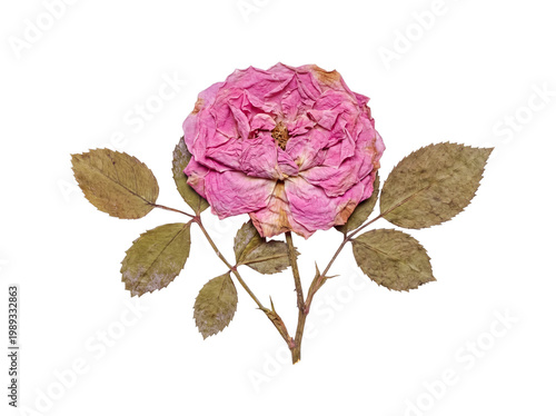 Top down view of a beautifully preserved dried pink rose with scattered leaves, isolated on a transparent background.