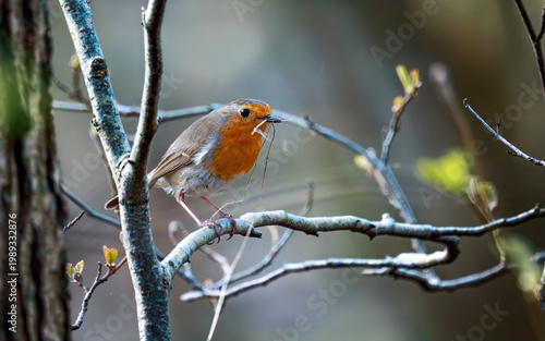 Robin bird in woodland nest building
