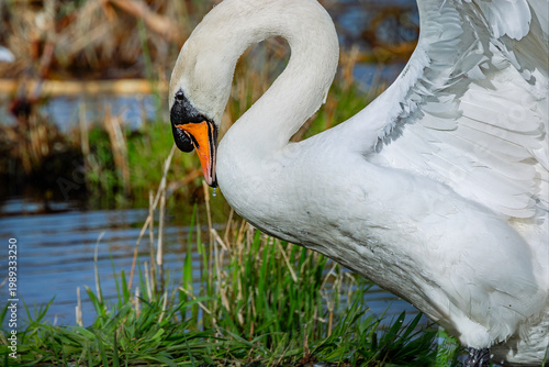 mute swan at edge of lake
