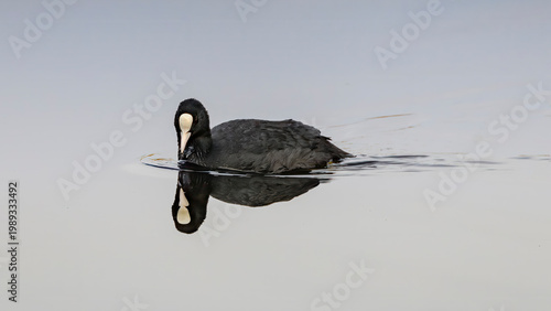Tableau sur toile eurasian coot on lake with reflection