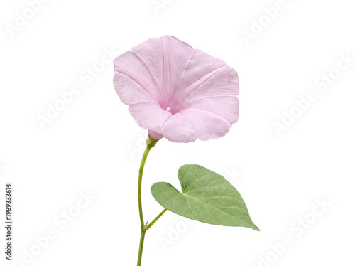 Delicate light pink morning glory flower in full bloom with a single green heart-shaped leaf.