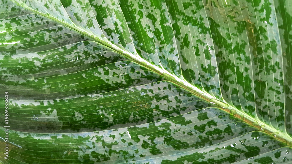 Obraz premium Close-up nature view of a green leaf. Use for a background or wallpaper.