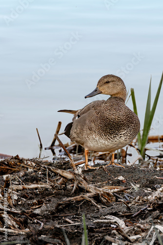 gadwall standing at edge of lake
