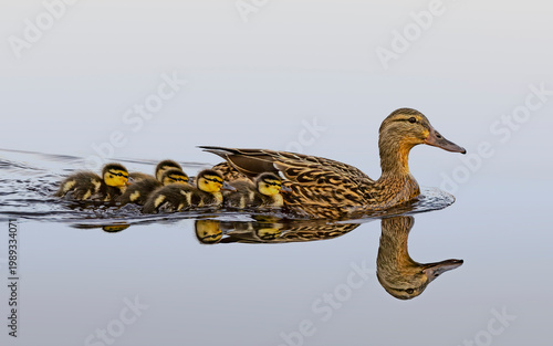 female mallard duck with duckling swimming on lake with reflection