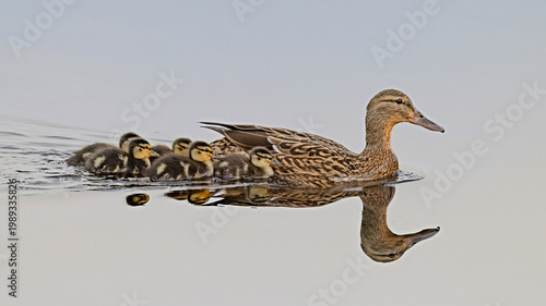 female mallard duck with duckling swimming on lake with reflection