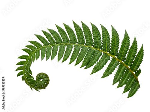 Unfurling green fern frond with a captivating fiddlehead, showcasing new growth.
