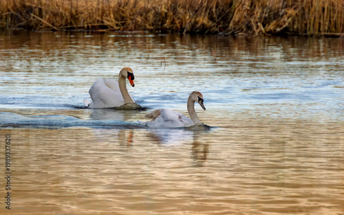 two swans on the lake