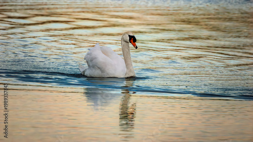 Photos mute swan swimming on lake