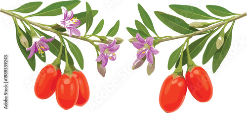 Fotografia Goji berry branches with leaves and purple flowers, detailed botanical illustrat