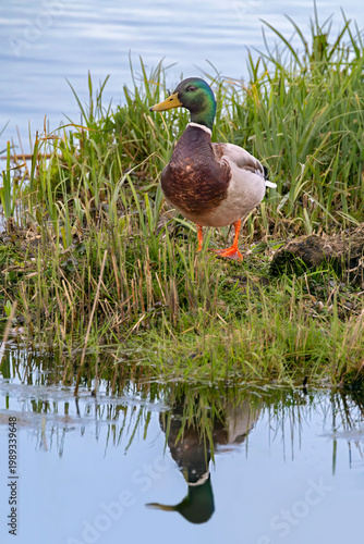Male Mallard Duck at edge of lake